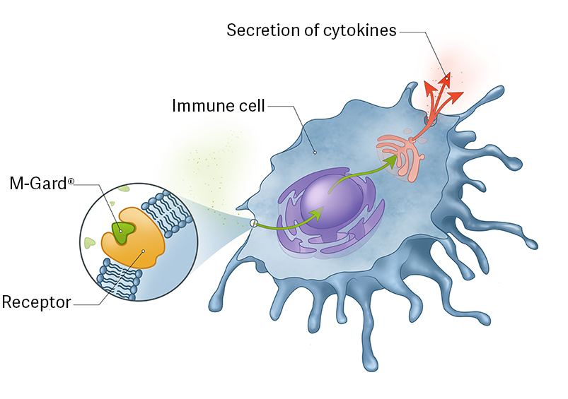 The unique molecular structure of the bioactive M-Gard® lets it bind to specific receptors on immune cells. Binding of M-Gard® to a receptor triggers cellular signalling cascades, which modulates the immune cell leading to enhanced immune responses upon infection. The unique structure of M-Gard® is what makes M-Gard® so much more potent compared to other types of glucan.